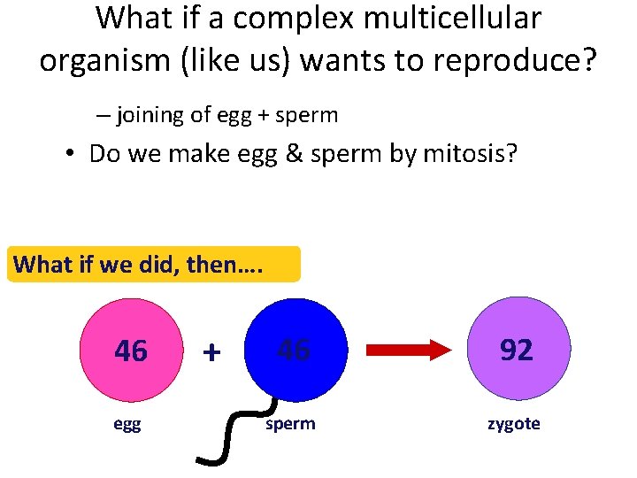 What if a complex multicellular organism (like us) wants to reproduce? – joining of