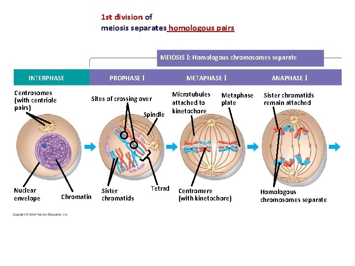 1 st division of meiosis separates homologous pairs MEIOSIS I: Homologous chromosomes separate Centrosomes