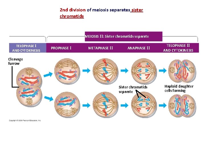 2 nd division of meiosis separates sister chromatids MEIOSIS II: Sister chromatids separate TELOPHASE