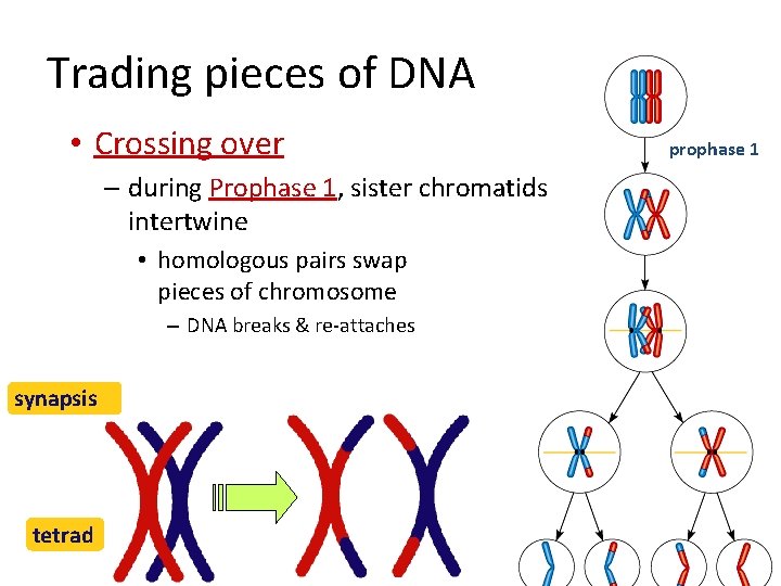 Trading pieces of DNA • Crossing over – during Prophase 1, sister chromatids intertwine