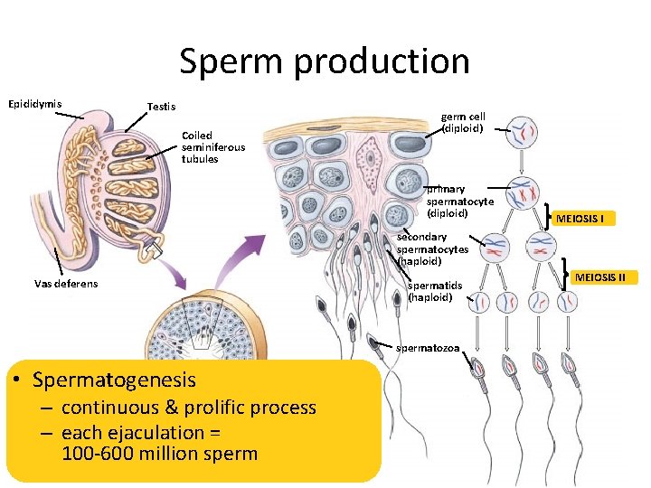 Sperm production Epididymis Testis Coiled seminiferous tubules germ cell (diploid) primary spermatocyte (diploid) MEIOSIS