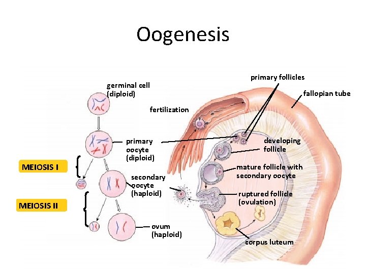 Oogenesis primary follicles germinal cell (diploid) fallopian tube fertilization MEIOSIS I primary oocyte (diploid)