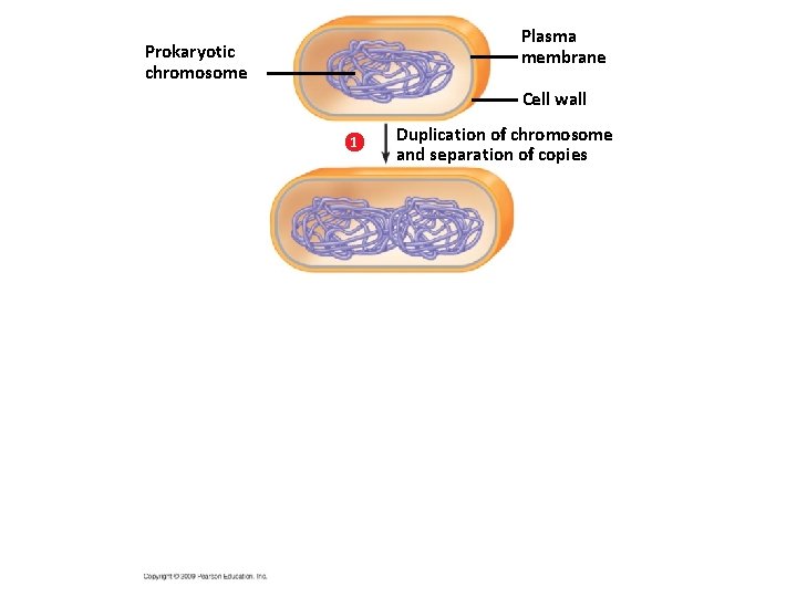 Plasma membrane Prokaryotic chromosome Cell wall 1 Duplication of chromosome and separation of copies