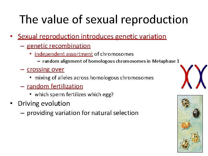 The value of sexual reproduction • Sexual reproduction introduces genetic variation – genetic recombination