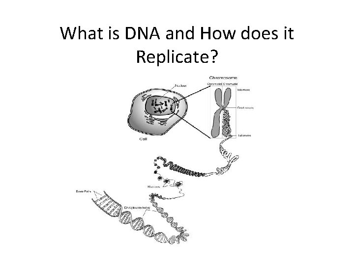What is DNA and How does it Replicate? 