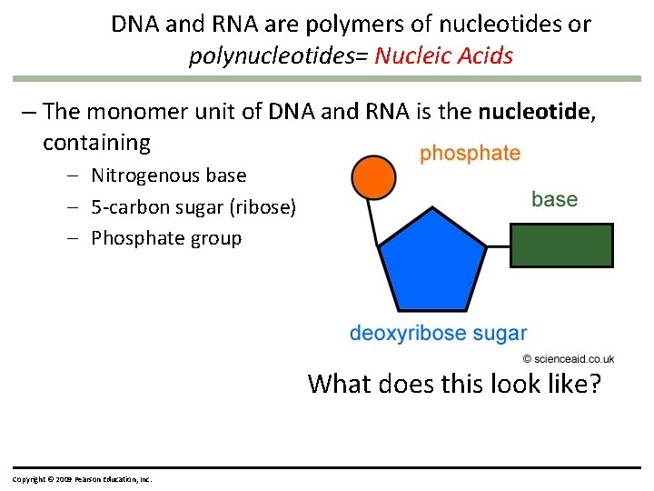 DNA and RNA are polymers of nucleotides or polynucleotides= Nucleic Acids – The monomer