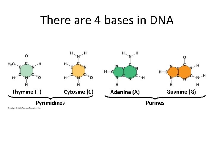 There are 4 bases in DNA Thymine (T) Cytosine (C) Pyrimidines Guanine (G) Adenine