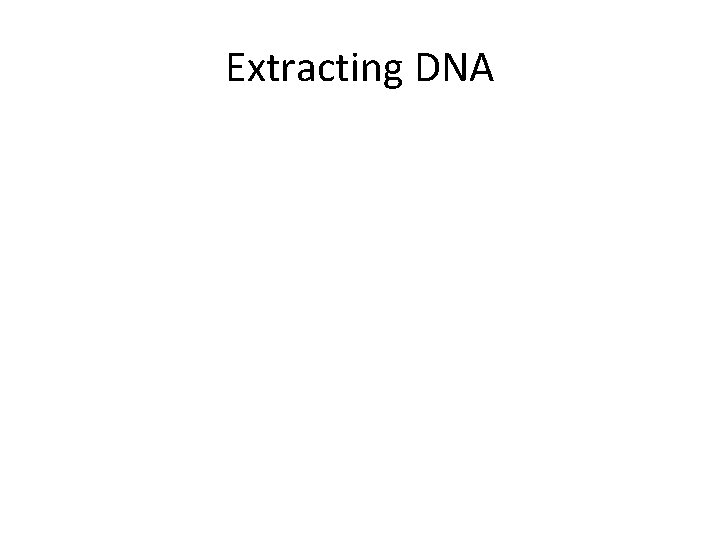 Extracting DNA 