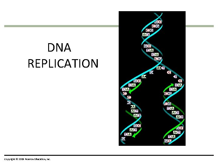 DNA REPLICATION Copyright © 2009 Pearson Education, Inc. 