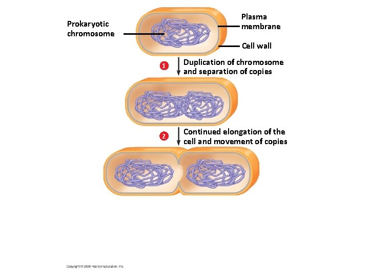 Plasma membrane Prokaryotic chromosome Cell wall 1 Duplication of chromosome and separation of copies