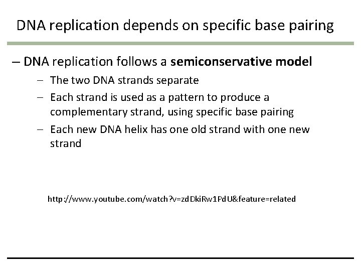 DNA replication depends on specific base pairing – DNA replication follows a semiconservative model