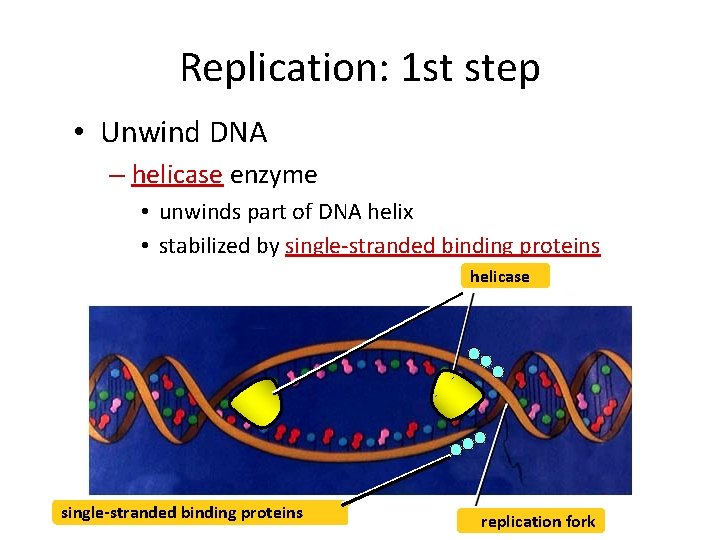 Replication: 1 st step • Unwind DNA – helicase enzyme • unwinds part of
