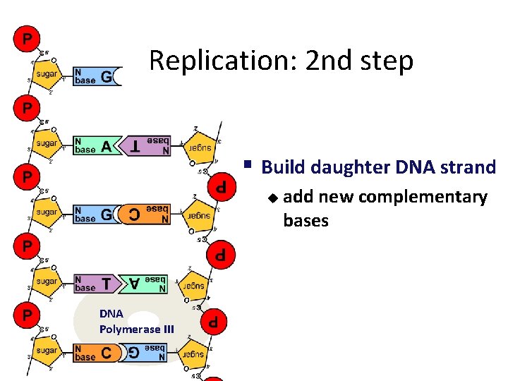 Replication: 2 nd step § Build daughter DNA strand u DNA Polymerase III add