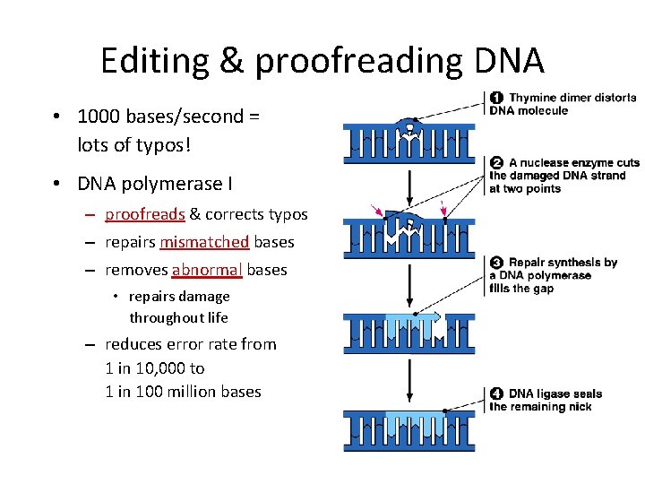 Editing & proofreading DNA • 1000 bases/second = lots of typos! • DNA polymerase