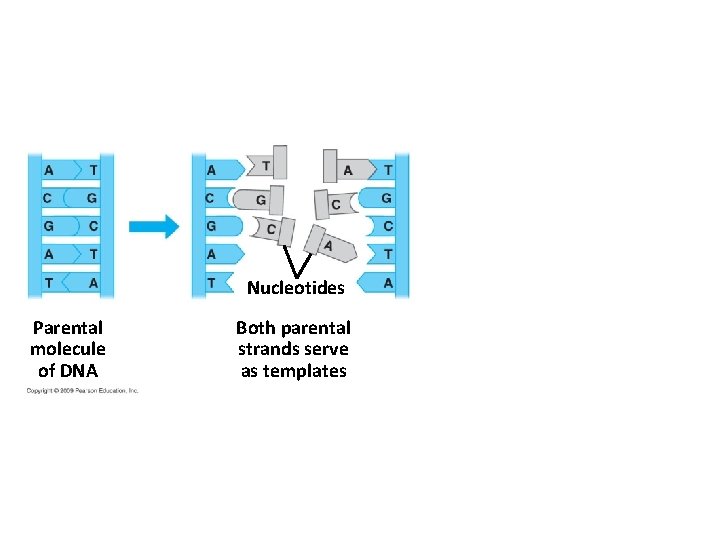 Nucleotides Parental molecule of DNA Both parental strands serve as templates 