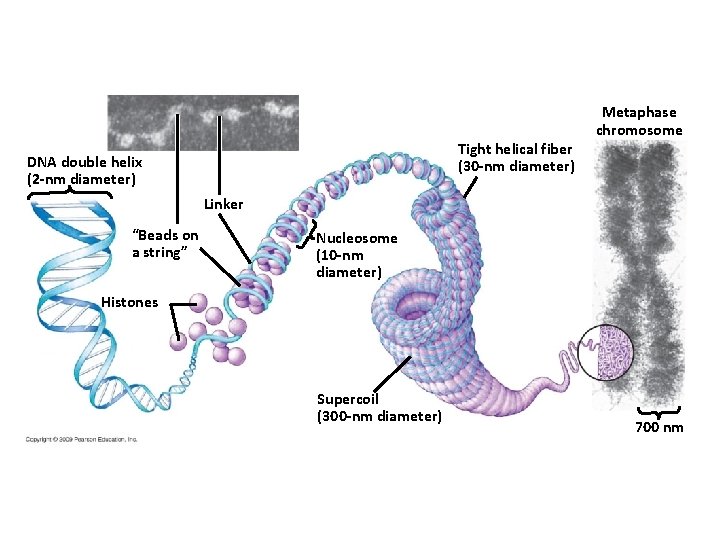 Tight helical fiber (30 -nm diameter) DNA double helix (2 -nm diameter) Metaphase chromosome