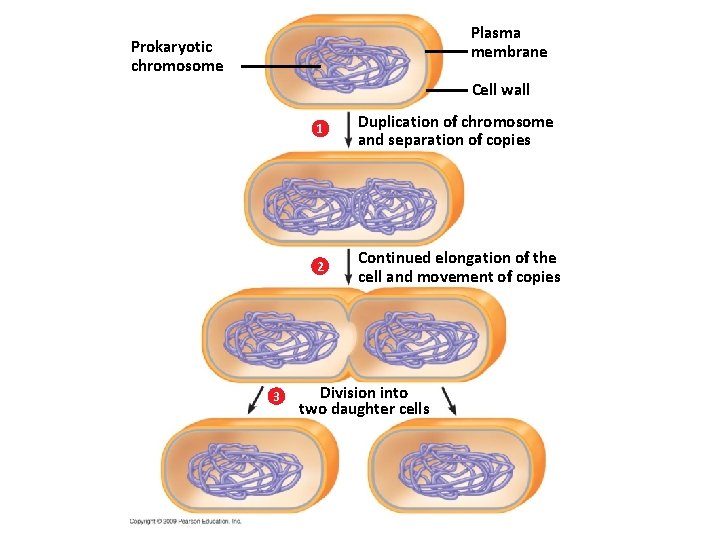 Plasma membrane Prokaryotic chromosome Cell wall 3 1 Duplication of chromosome and separation of