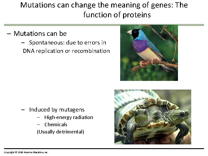 Mutations can change the meaning of genes: The function of proteins – Mutations can