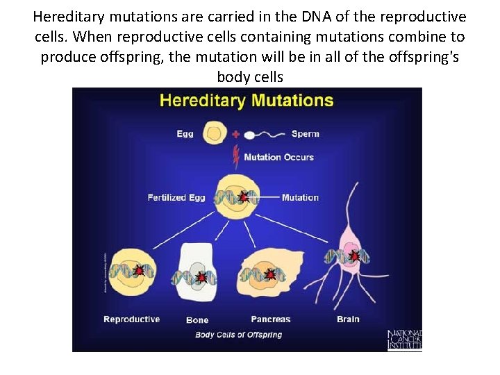 Hereditary mutations are carried in the DNA of the reproductive cells. When reproductive cells