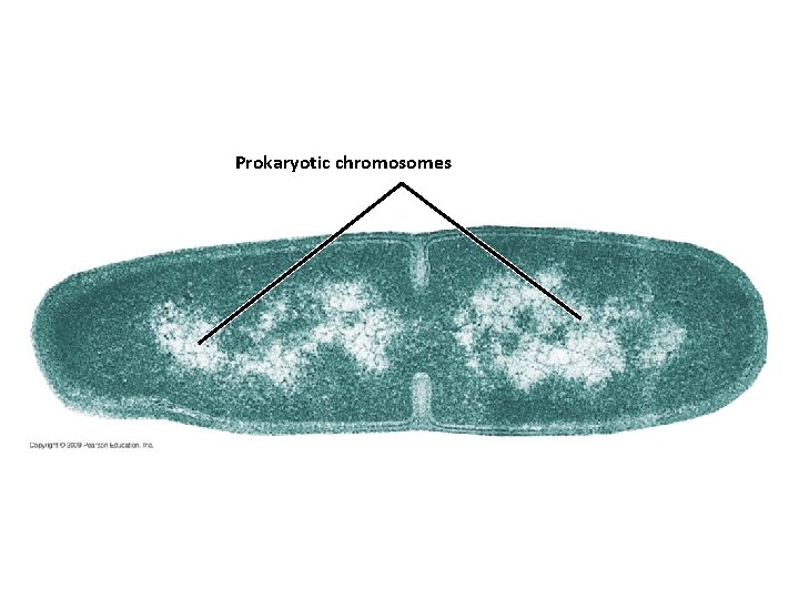 Prokaryotic chromosomes 