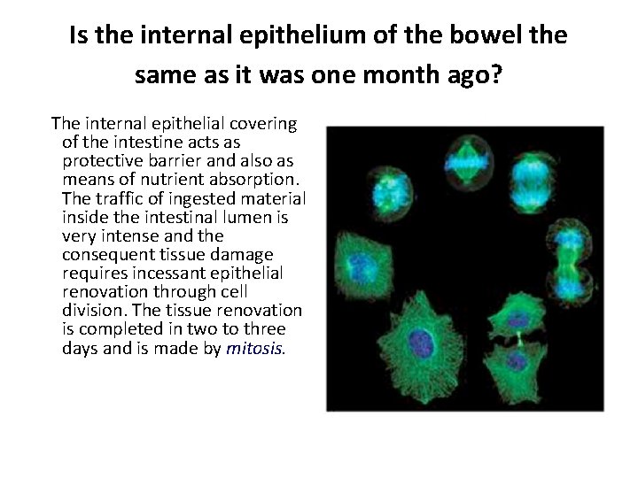 Is the internal epithelium of the bowel the same as it was one month