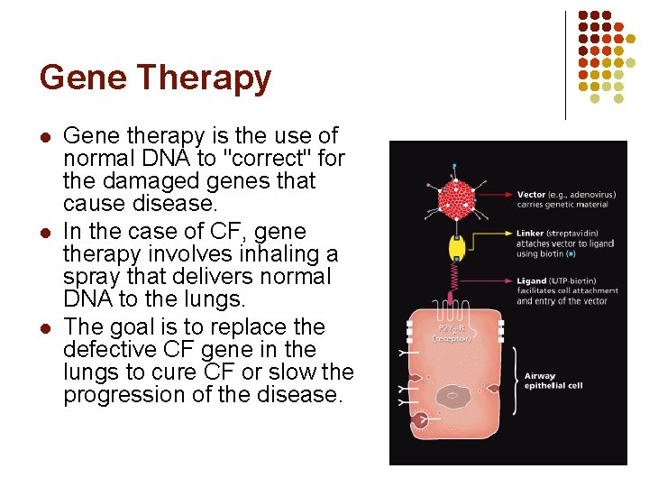 Gene Therapy l l l Gene therapy is the use of normal DNA to
