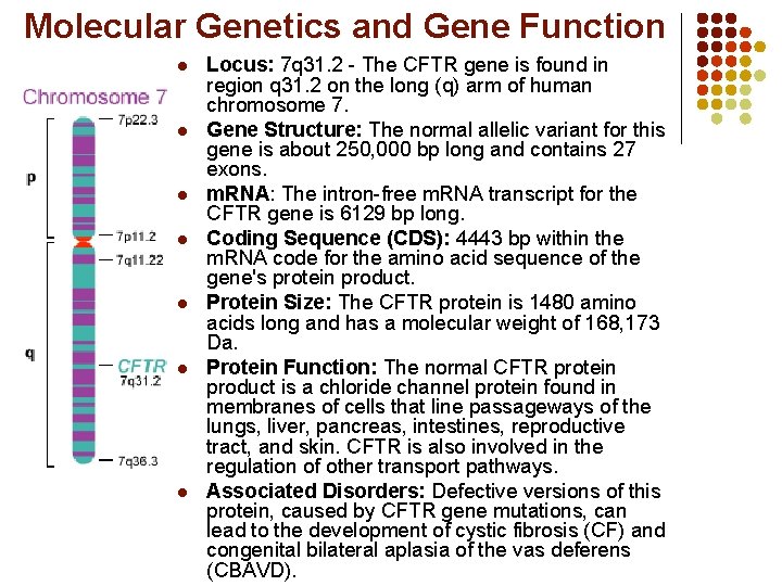 Molecular Genetics and Gene Function l l l l Locus: 7 q 31. 2