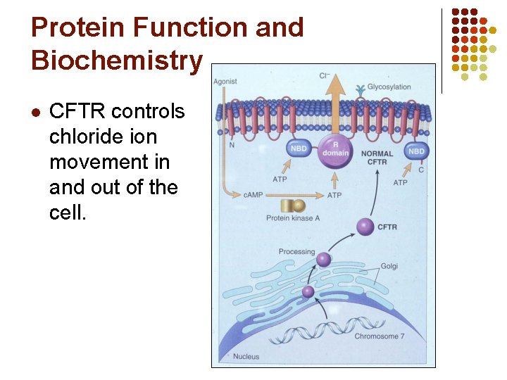 Protein Function and Biochemistry l CFTR controls chloride ion movement in and out of