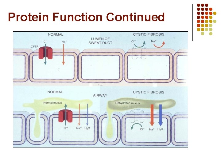 Protein Function Continued 