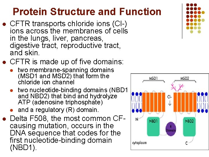 Protein Structure and Function l l CFTR transports chloride ions (Cl-) ions across the