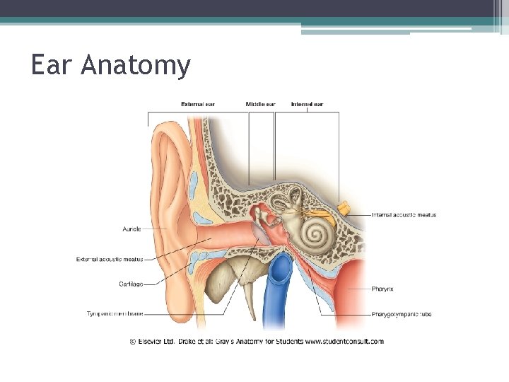 Ear Anatomy 