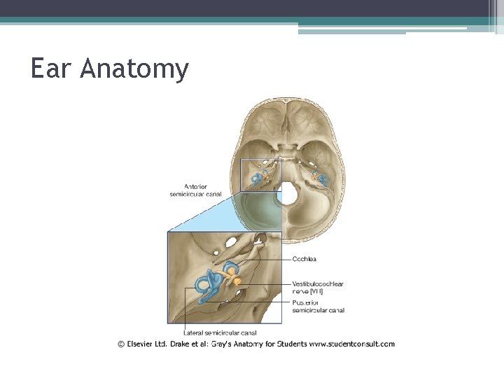 Ear Anatomy 