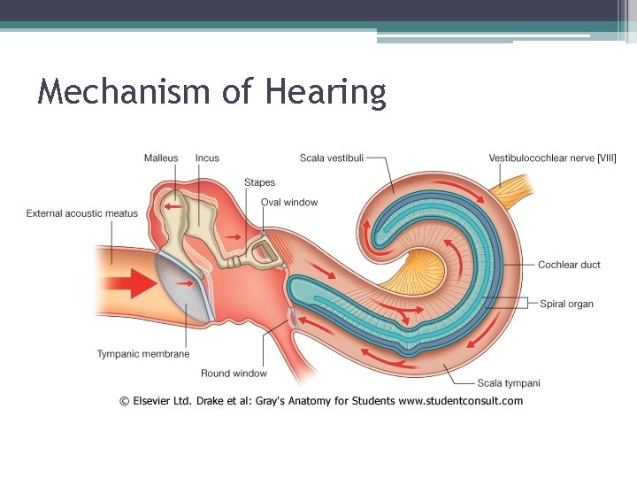 Mechanism of Hearing 