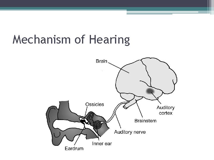 Mechanism of Hearing 