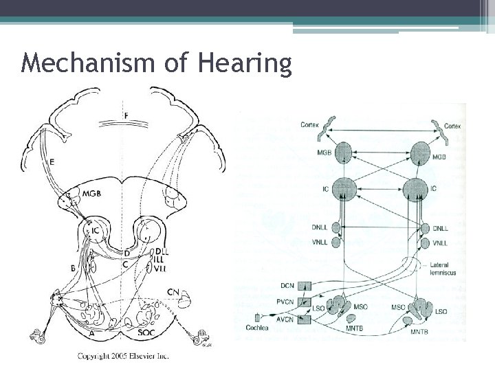 Mechanism of Hearing 