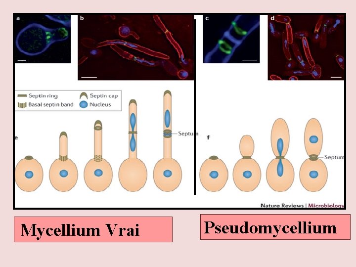 Mycellium Vrai Pseudomycellium 