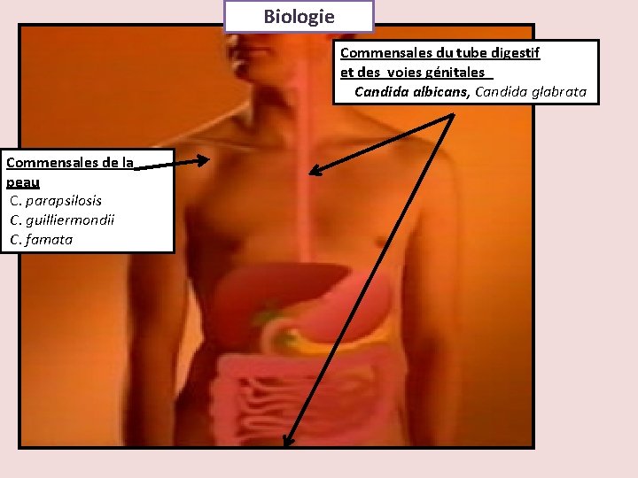 Biologie Commensales du tube digestif et des voies génitales Candida albicans, Candida glabrata Commensales