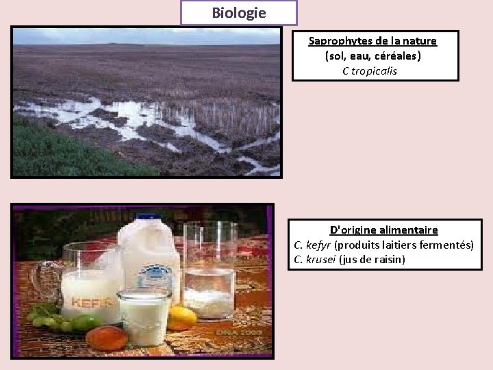 Biologie Saprophytes de la nature (sol, eau, céréales) C tropicalis D'origine alimentaire C. kefyr