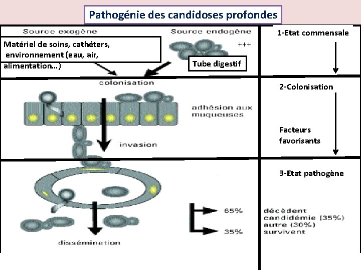 Pathogénie des candidoses profondes 1 -Etat commensale Matériel de soins, cathéters, environnement (eau, air,