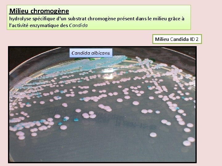 Milieu chromogène hydrolyse spécifique d'un substrat chromogène présent dans le milieu grâce à l’activité