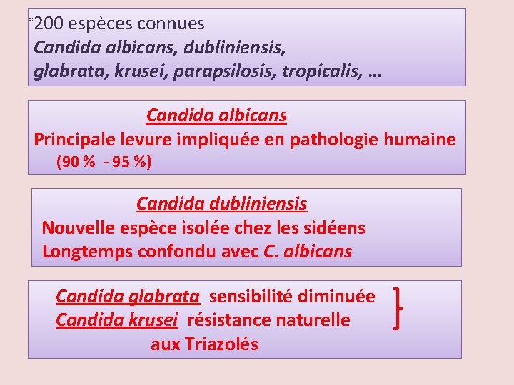  200 espèces connues Candida albicans, dubliniensis, glabrata, krusei, parapsilosis, tropicalis, … Candida albicans