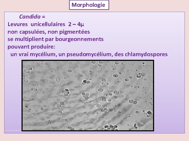 Morphologie Candida = Levures unicellulaires 2 – 4µ non capsulées, non pigmentées se multiplient