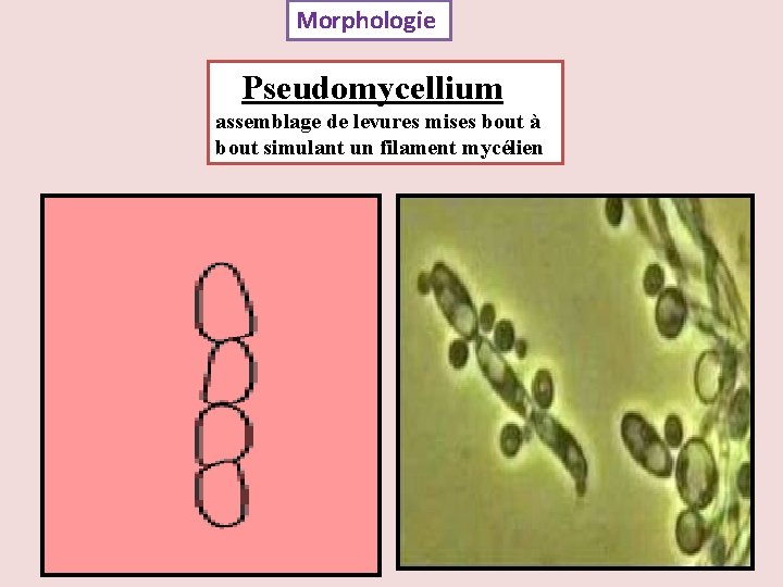 Morphologie Pseudomycellium assemblage de levures mises bout à bout simulant un filament mycélien 