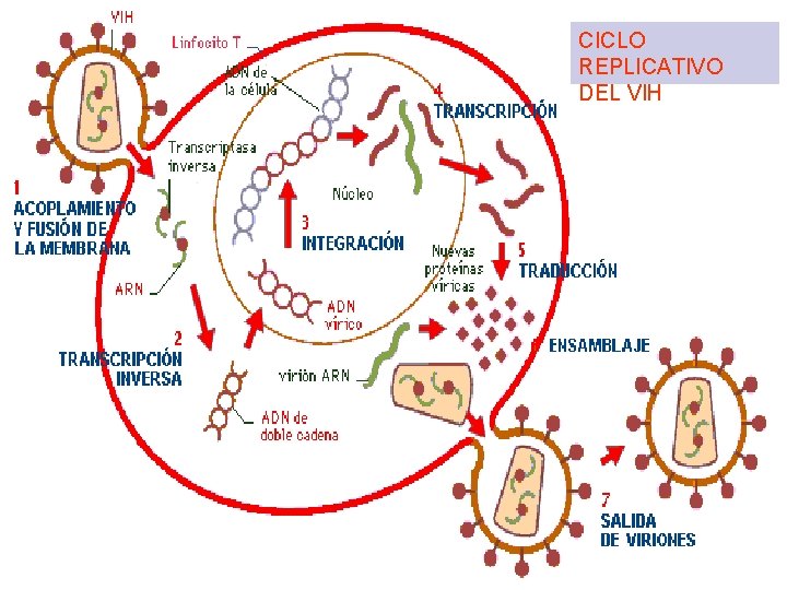 CICLO REPLICATIVO DEL VIH 