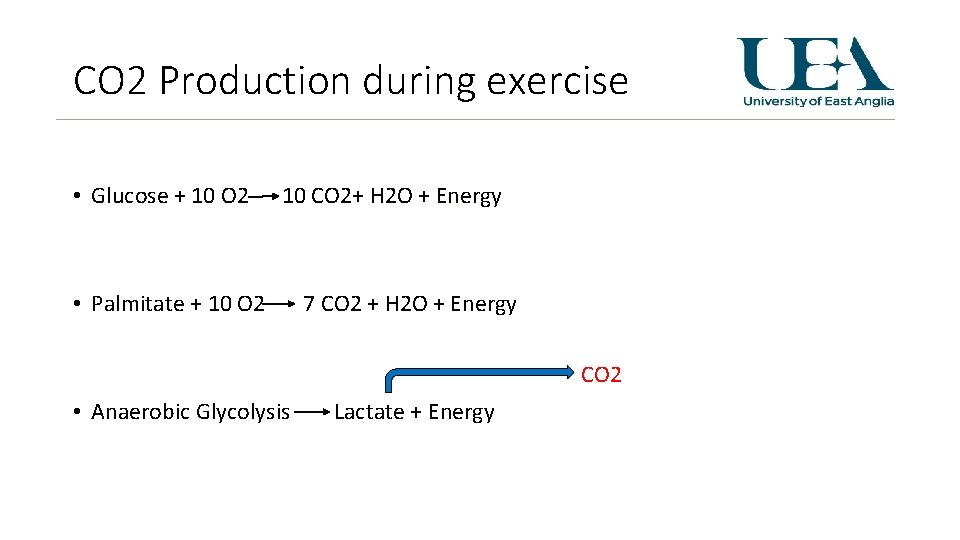 CO 2 Production during exercise • Glucose + 10 O 2 10 CO 2+