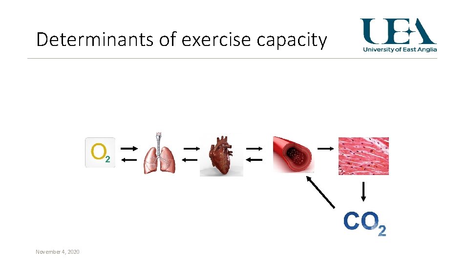 Determinants of exercise capacity November 4, 2020 