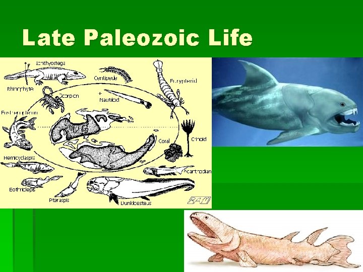 Late Paleozoic Life 