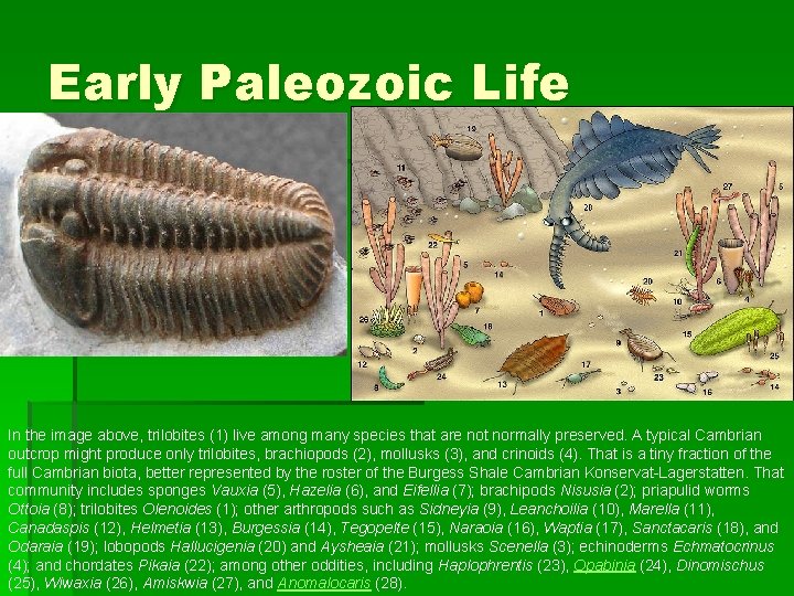 Early Paleozoic Life In the image above, trilobites (1) live among many species that