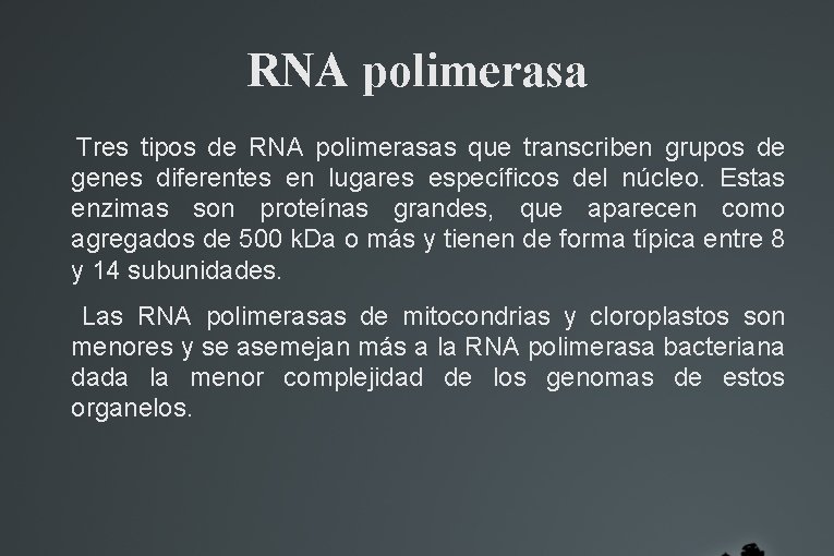 RNA polimerasa Tres tipos de RNA polimerasas que transcriben grupos de genes diferentes en