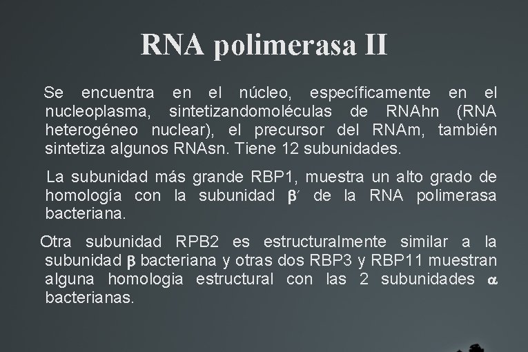 RNA polimerasa II Se encuentra en el núcleo, específicamente en el nucleoplasma, sintetizandomoléculas de